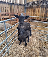 Meet the Lambs primary image