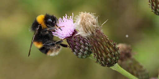 Urban Nature Club at Walthamstow Wetlands: What's The Buzz? primary image