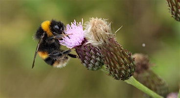 Immagine principale di Urban Nature Club at Woodberry Wetlands: What's the Buzz? 