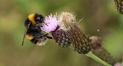 Urban Nature Club at Woodberry Wetlands: What's the Buzz?