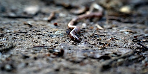 Primaire afbeelding van Summer Talks: Fantastic Earthworms And How To Help Them