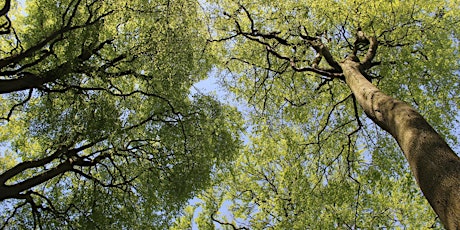 Urban Nature Club at Walthamstow Wetlands: Terrific Trees