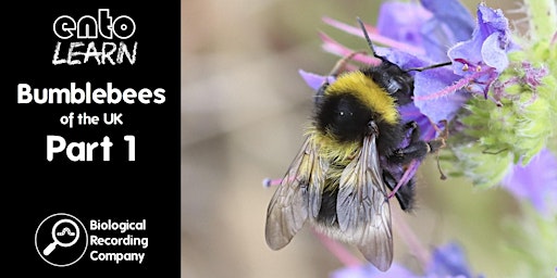 Imagen principal de Bumblebees of the UK Part 1
