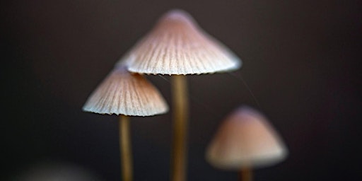 Image principale de Fungi Discovery Workshop & Foray