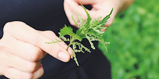 Urban Foraging & Ecology Walk with Edible Alchemy primary image