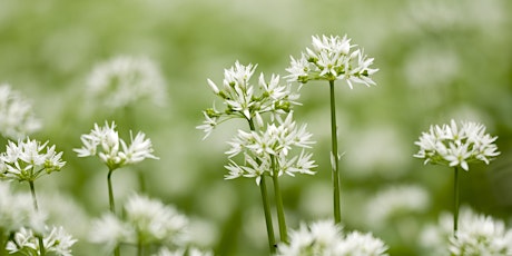 Urban Nature Club at Walthamstow Wetlands: Edible Plants