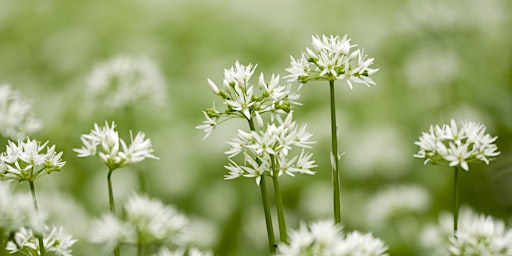 Primaire afbeelding van Urban Nature Club at Walthamstow Wetlands: Edible Plants