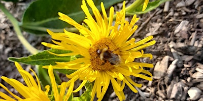 Hauptbild für Herbal Forest School