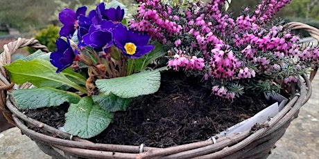 Create your own Spring Plant Pot Arrangement