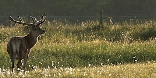 Immagine principale di Wild Deer Best Practice Day 