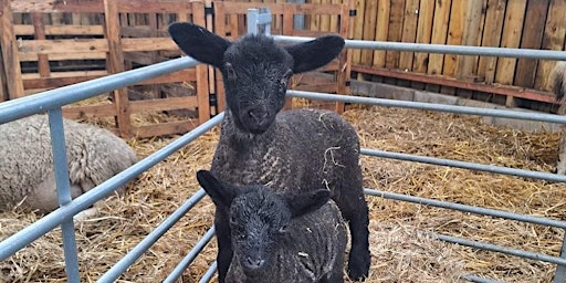 Primaire afbeelding van Meet the Lambs