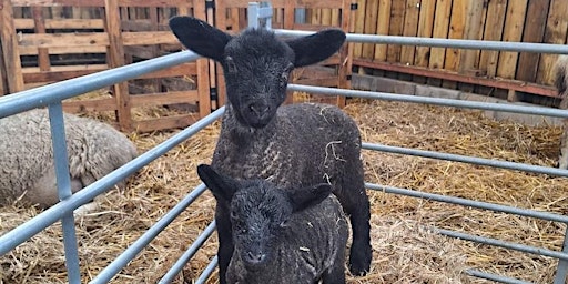 Hauptbild für Meet the Lambs