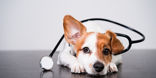 Imagem principal de Certified Pet First Aid Course