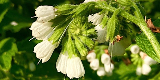 Hauptbild für The Whole Wild World Walk - West