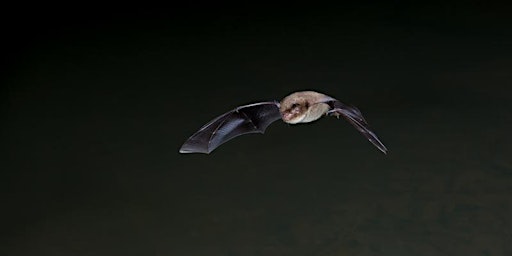 Local Volunteer Event: Guided Bat Walk at The Wildgrounds, Gosport primary image