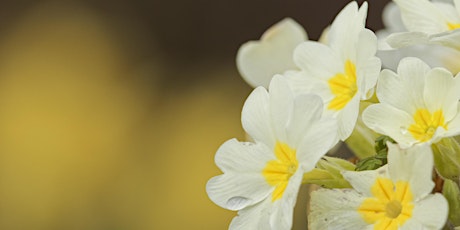 Penwythnos Garddio ar gyfer Bywyd Gwyllt / Gardening for Wildlife Weekend