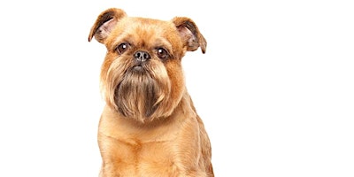 Brussels Griffon Meetup! primary image