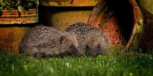 Imagem principal de Urban Nature Club at Walthamstow Wetlands: Nocturnal Nature