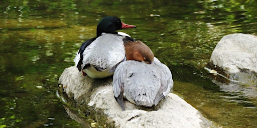 Hauptbild für PA Breeding Bird Atlas Training Walk