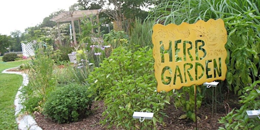 Image principale de 7-27-2024   Growing Herbs in the Florida Garden