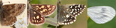 Imagen principal de Butterfly Identification and Survey Training Day, Fineshade Wood