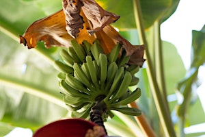 Hauptbild für 7-17-2024   Bananas and more
