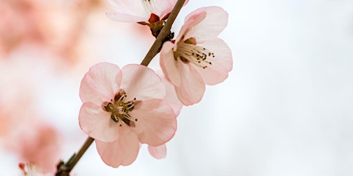Spring blossom forest bathing in Stretford - letting nature heal us  primärbild
