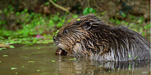 Primaire afbeelding van Beavers in Batheaston