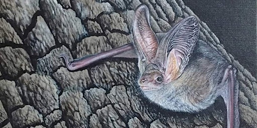 Primaire afbeelding van Spectacular bats tour