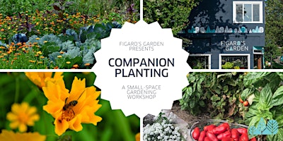 Imagem principal do evento Intro to Companion Planting