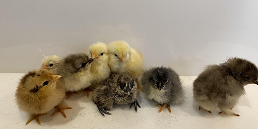 Image principale de Nurturing Nest Program