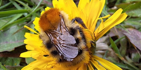 Incredible insects tour at Hogsmill Local Nature Reserve