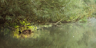 Beavers in Batheaston primary image