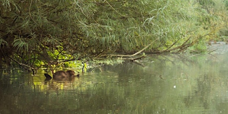 Beavers in Batheaston
