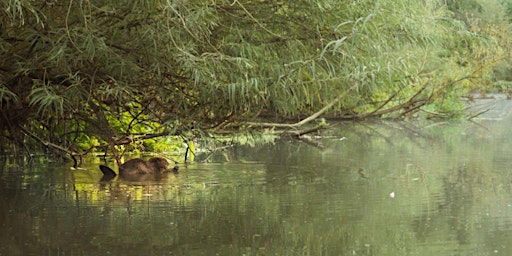 Beavers in Batheaston  primärbild