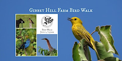 Imagem principal do evento Gibbet Hill Farm Bird Walk