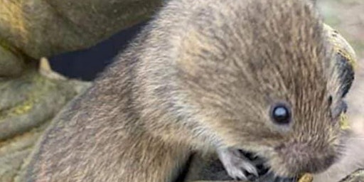 Primaire afbeelding van Wildlife wonders tour at Epsom Common