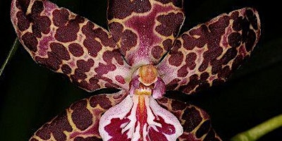 Orchid Forest: Embracing Our Queer Ancestors through Plant Spirit Medicine  primärbild