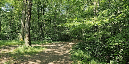 Hauptbild für La balade forestière