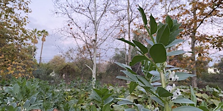 Birding and Wildlife Observation at Arlington Garden