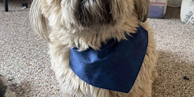 Imagem principal do evento Learn to Sew Reversible Pet Bandana Sewing Class – Boulder