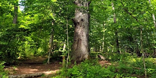 Hauptbild für Ivy Creek Guided Tree Walk