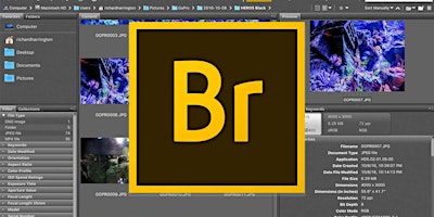 Learn to Play (Adobe) Bridge primary image