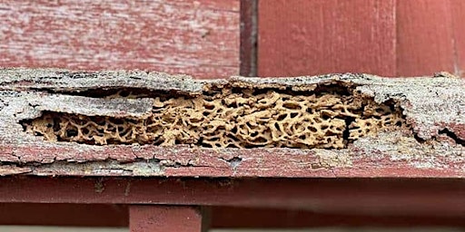 Image principale de Let's Talk Termites! A Realtor Exclusive C.E. Class