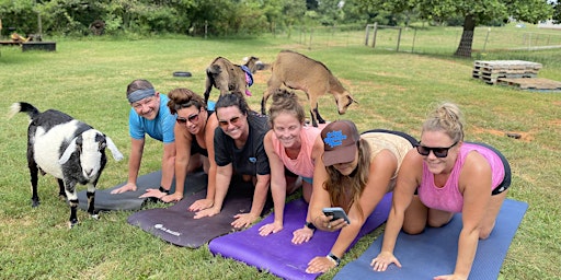 Primaire afbeelding van Sunset Goat Yoga Class- May 4th at 6pm