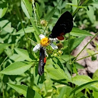 Get all your butterfly gardening questions answered! primary image