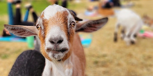 Guided Nature Trail Walk with The Goat Herd at Jaybird Hammock Farm primary image