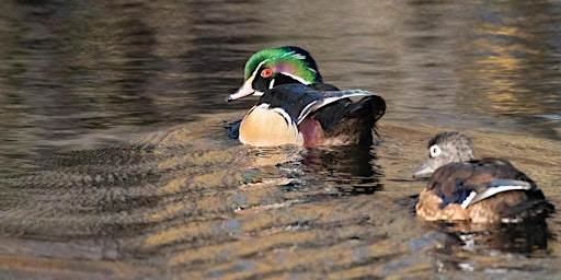 Hauptbild für Birding for Beginners