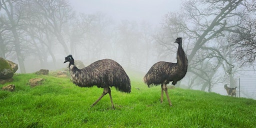 Hauptbild für Zinger Ranch Emu Egg Art Fundraiser