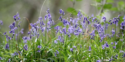 Mindful Bluebell Walk primary image